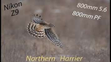 The Northern Harrier using Nikon Z9, 800mm 5.6 and 800mm PF