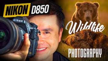Bear Photography in Alaska: Nikon review