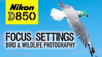 Nikon D850 | My Focus Settings | Bird & Wildlife Photography