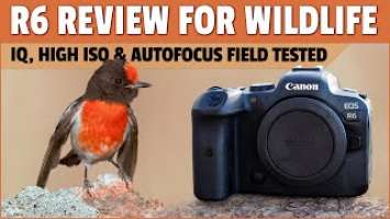 Canon R6 Review for Bird Photography - Image Quality, High ISO Performance and Autofocus Tested!
