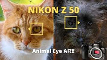 Nikon Z50 Animal Eye AF real life review (cuteness level 1000)