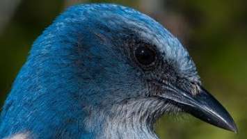 Nikon D850 Captures Incredible Detail - Florida Scrub Jay - Wildlife Bird Photography