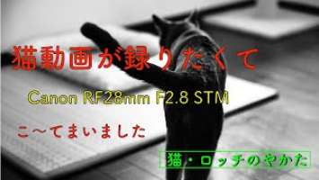 【Canon RF 28mm F2.8 STMこ〜てみたっ】
