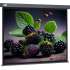 Экран Cactus Wallscreen CS-PSW-127X127-SG,  127х127 см, 1:1,  настенно-потолочный серый