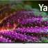 Телевизор LED Starwind 43&quot; SW-LED43UG405 Яндекс.ТВ Frameless черный 4K Ultra HD 60Hz DVB-T DVB-T2 DVB-C DVB-S DVB-S2 USB WiFi Smart TV
