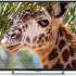 Телевизор Polarline 55PU11TC-SM 55&quot; 4K Ultra HD