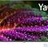 Телевизор QLED BBK 43&quot; 43LED-8260/UTS2C Яндекс.ТВ черный 4K Ultra HD 60Hz DVB-T2 DVB-C DVB-S2 USB WiFi Smart TV (RUS)
