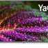 Телевизор StarWind SW-LED43UG400 43&quot; LED 4K Ultra HD