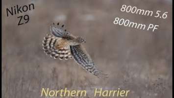 The Northern Harrier using Nikon Z9, 800mm 5.6 and 800mm PF