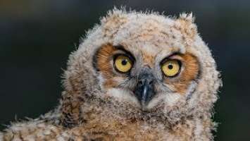 Nikon D850 Meets Great Horned Owl and Owlets - Sigma 500MM F4 - Wildlife Photography