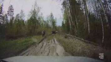 УАЗ Патриот Томск. BFGoodrich All Terrain T/A KO2 245/70R16