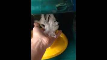 Review of Tiger Claw shave ice machine.