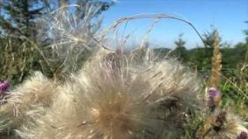Canon PowerShot G3X - First impressions