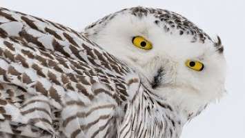 Nikon D850 Meets the Rare and Beautiful Snowy Owl - D500 - Nikkor 200-500
