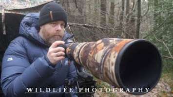 My FOREST friends // WILDLIFE PHOTOGRAPHY with Nikon Z6 II - red squirrel