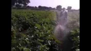 STIHL SR - 420 Spraying in Brinjal