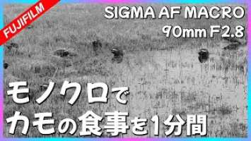 【FUJIFILM】カモのモグモグが可愛かったから撮った動画 | SIGMA AF MACRO 90mm F2.8 | FUJIFILM X-E3【オールドレンズ】