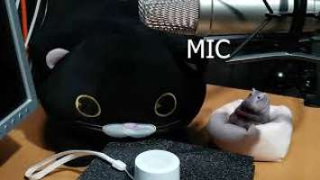 Xiaomi Mi Compact Bluetooth Speaker 2 SOUND TEST 2021