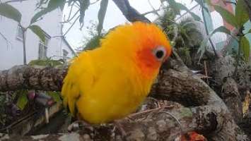 Parrot Thomas reviews ASUS ROG Cetra II Core gaming earbuds from $50