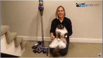 Dyson V8 Animal Cordless Stick Vacuum Cleaner Product Review Video - Floppycats