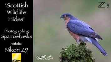 Scottish Wildlife Hides - Sparrowhawks, with the Nikon Z9