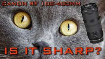CANON RF 100-400MM F5.6-8 IS USM, EOS R6 high iso!